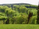 Horské krajiny mají dosud převážně zalesněný charakter, ačkoli i zde člověk působí velmi dlouhou dobu. Lesy tvoří několik druhů listnatých a jehličnatých dřevin, na snímku zejména buk lesní (Fagus sylvatica), jedle bělokorá  (Abies alba) a smrk ztepilý (Picea abies).  Lesy jsou předmětem plánovaného  hospodaření, což platí i pro oblast  Zlatohorské vrchoviny ve Slezsku. Foto R. Hédl