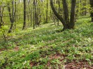 Nejen stromy tvoří les. Mnohé nížinné lesy mají bohaté bylinné patro,  které na jaře rozkvétá kobercem jarních geofytů, jako je zde dymnivka dutá (Corydalis cava). Tyto druhy rostlin  mají celkem omezenou schopnost  šíření a indikují stabilní lesní  prostředí – tzv. starobylé lesy. Foto R. Hédl