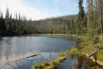 Jezera a rašeliniště jsou důležitým zdrojem informací o vývoji minulé vegetace. Na snímku jezero Laka v národním parku Šumava s okolním narušeným lesem. Dynamiku a různá narušení lesa jsme schopni detekovat v sedimentech tohoto jezera a určit, zda se současný stav ve srovnání s minulostí nějak vymyká. Foto P. Kuneš