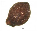 Plod mařice pilovité (Cladium mariscus) může plout po vodě a tak se  efektivně šířit. Mařice je ve střední  Evropě považována za glaciální relikt. Dnes patří k ohroženým druhům nejen v České republice, ale i na Slovensku, v Polsku, Lotyšsku, Estonsku, Rusku a dalších státech. Úbytek této světlomilné rostliny pravděpodobně souvisí  především se zazemňováním jezer,  vývojem slatinišť a rašelinišť, expanzí lesa a následným zastíněním, ale také s činností člověka, který odvodňováním podmáčených luk a přeměnou na pole nebo obhospodařované louky výrazně snížil množství vhodných stanovišť v průběhu posledních staletí. Foto A. Potůčková