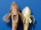 Porovnání břišní strany hlaváče  černoústého (vlevo) a vranky obecné (Cottus gobio, vpravo). Foto K. Halačka
