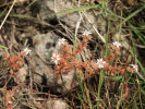 Růžově kvetoucí rozchodník španělský (Sedum hispanicum) obrůstá drobné výchozy podloží na nejsušších pastvinách. Foto P. Kovář