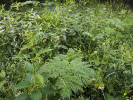 Nitrofilní lemy výsadeb dřevin nebo sekundárních akátin s dominantami kopřivou dvoudomou (Urtica dioica) a kerblíkem lesním (Anthriscus sylvestris). Foto P. Kovář