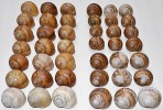 Hlemýžď zahradní (Helix pomatia) a h. pruhovaný (H. thessalica) z údolí řeky Jihlavy. V levé polovině snímku je h. zahradní z lokality nad lomem u Dolních Kounic. V pravé části vidíme shora čtyři řady ulit h. pruhovaného z levého břehu mezi Řeznovicemi a Letkovicemi, dvě řady z Mohelna a dole ulity z PP Pekárka. Foto O. Korábek