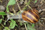 Téměř dospělý jedinec hlemýždě  pruhovaného z levého břehu řeky Jihlavy u Řeznovic. Foto O. Korábek