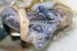 Podle tmavého zbarvení distálních částí pohlavního ústrojí lze hlemýždě pruhovaného jednoduše odlišit  od h. zahradního. PE – penis,  PŽ – prstovité žlázy, SP – spermovidukt, ŠV – šípový vak, TY – pravé tykadlo,  VA – vagina, VO – vole, VY – vývod semenné schránky. Vyobrazený  jedinec pochází od Letkovic.  U hlemýždě zahradního je celý  genitál zbarvený přibližně  jako zde spermovidukt. Foto O. Korábek