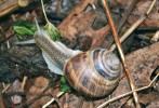 Hlemýžď rodopský (Helix philibinensis) žije v severním Řecku, v Bulharsku a Makedonii. Jeho rozšíření a ekologie nejsou dokonale známé, protože druh je špatně rozpoznatelný; v literatuře  a sbírkách se objevují záměny nejméně s pěti nepříbuznými druhy. Foto O. Korábek