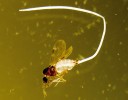 Tiplíci z druhového komplexu Culicoides obsoletus se určují podle pigmentace křídel velmi obtížně. Jedinec na snímku je napadený parazitickou  hlísticí. Foto J. Rádrová