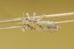Veš dětská (Pediculus capitis) držící se vlasu hostitele. Foto P. Krásenský
