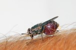Sající moucha tse-tse (Glossina morsitans) s vyloučenou kapkou přebytečné tekutiny na konci zadečku. Foto D. Modrý