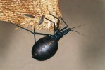 Krví plně nasátá nymfa ploštice druhu Dipetalogaster maximus (podčeleď Triatominae). Foto D. Modrý