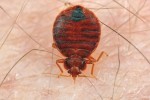 Na člověku sající štěnice domácí (neboli š. postelová, Cimex lectularius) se zbytky natrávené potravy (krve) v zadní části těla. Foto S. Krejčík