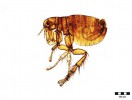 Mikrofotografie samce blechy obecné (Pulex irritans). Foto J. Votýpka