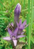 Hořeček žlutavý pravý (G. lutescens subsp. lutescens) v přírodní památce  Pod Hribovňou, Bílé Karpaty (27. června 2013). Foto J. W. Jongepier