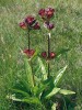 Hořec nachový (Gentiana purpurea) patří mezi západoalpské prvky. Od podobného hořce panonského se liší tmavší  korunou, která je purpurově tmavo­červená s tmavými tečkami. Švýcarsko,  Tessinské Alpy. Foto P. Uhlík