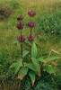 Hořec panonský (syn. hořec šumavský – Gentiana pannonica) je dlouhověká klonální bylina s válcovitým mohutným oddenkem, z něhož vyrůstají silné kořeny. Lodyha může dorůst do výšky 10–90 cm. Druh kvete v červenci až srpnu. Foto Z. Křenová