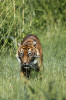 Nejmenší žijící poddruh tygra – tygr sumaterský (Panthera tigris sumatrae) – patří mezi endemity stejnojmenného ostrova, součásti horkého místa globální biodiverzity Sundy. Foto J. Plesník