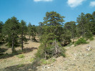 Středozemí je považováno za horké místo globální biodiverzity. Národní lesní park Troodos na Kypru hostí na 40 % všech rostlinných druhů vyskytujících se na ostrově. Foto J. Plesník