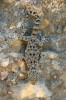 Gekon levantský (Ptyodactylus puiseuxi), endemit Levanty ve východním Středozemí. Foto D. Jablonski