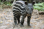 Tapír čabrakový (Tapirus indicus)  se vyskytuje pouze v jižním Myanmaru,  jihozápadním Thajsku, Malajsii (indo-barmská oblast globální  biodiverzity)  a na Sumatře  (součást oblasti Sundy). Na snímku mládě. Foto J. Plesník