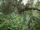 Poloostrov Florida se stal součástí nejpozději určeného horkého místa globální biodiverzity – severoamerických pobřežních nížin. Porost Mahagony Hammock v národním parku Everglades se podobá tropické džungli a je mimo jiné domovem největšího žijícího jedince dřeviny svietenie mahagonové (Swietenia mahagoni) rostoucího v USA. Foto J. Plesník