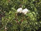  Plod a listy svietenie mahagonové (Swietenia mahagoni). Foto F. a K. Starr, Florida, Wikimedia Commons v souladu s podmínkami použití