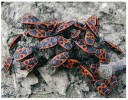 Ploštice ruměnice pospolná (Pyrrhocoris apterus, různokřídlí –  Heteroptera). Foto D. Kodrík