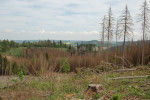 Následky kůrovcové kalamity (cca 600 m nad mořem, Bednářův kopec u Hodonína na Kunštátsku). Foto H. Skořepa