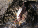 Netopýr velký (Myotis myotis), zimující ve štole Mír u Štěpánova nad Svratkou, u obory Borovec. Foto H. Skořepa