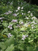 Měsíčnice vytrvalá (Lunaria rediviva) je hojná v podrostu suťových lesů. PR Čepičkův vrch a údolí Hodonínky. Foto H. Skořepa