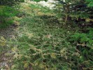 Symptomy napadení rzí Chrysomyxa abietis na nejmladších jehlicích smrku. Foto D. Palovčíková