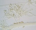 Paecilomyces variotii je jedním z nejčastějších kontaminantů jablečnéhomoštu. Na agarové živné půdě roste velmi rychle, jeho konidiofory jsou podobné štětičkovcům, ale méně pravidelně větvené, a fialidy (štíhlé buňky tvořící konidie) mají delší krček. 