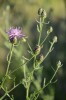 Chrpa latnatá (Centaurea stoebe) je invazním druhem na severoamerických prériích. Foto K. Štajerová