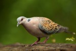 Hrdlička divoká (Streptopelia turtur)  byla vyhlášena  Českou společností  ornitologickou ptákem roku 2019.  Dříve hojný druh se stal jedním ze symbolů  evropské ochrany  přírody,  neboť v posledních  desetiletích silně ubývá zejména v důsledku  intenzifikace  zemědělství v Evropě, změn prostředí  na zimovištích v Africe, neudržitelného lovu  a ilegálního  zabíjení zejména  ve Středozemí.  Foto M. Mecnarowski
