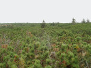 Ostrůvkovitě se vyskytující  polykormony smrku v zapojeném  porostu borovice kleče (Pinus mugo).  Foto M. Šenfeldr