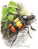 Hrobařík obecný (Nicrophorus vespillo). Kreslil Z. Doležal