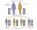 Schéma autozomálně dominantní dědičnosti. Postižený otec je heterozygotní pro dominantní alelu. Každé dítě, které získá dominantní alelu pro HD, bude ovlivněno onemocněním. Od otce ji dostane s 50% pravděpodobností. Podle materiálů z archivu autorů kreslila M. Chumchalová