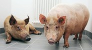 Miniprasata z Ústavu živočišné fyziologie a genetiky AV ČR, v. v. i., v Liběchově, která jsou jedním ze zvířecích modelů HD. Foto I. Valeková