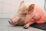Miniprasata z Ústavu živočišné fyziologie a genetiky AV ČR, v. v. i., v Liběchově, která jsou jedním ze zvířecích modelů HD. Foto I. Valeková