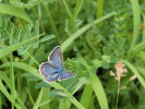 Modrásek jetelový (Polyommatus bellargus). Jeden z ochranářsky významnějších druhů, doložených monitoringem silničních okrajů. Foto M. Mazalová
