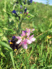 Čmelák zemní (Bombus terrestris). Jeden z ochranářsky významnějších druhů, doložených monitoringem silničních okrajů. Foto M. Mazalová
