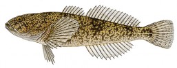 Zvláště chráněný druh vranka  obecná (Cottus gobio). Originál L. Vybíralová