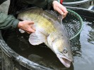 Tento candát obecný (Sander lucioperca) z nádrže Hostivař (na potoce Botič) měřil 95 cm a vážil 9 kg.  Z této nádrže jsou ale známi candáti  ještě větší. Foto Z. Mužík