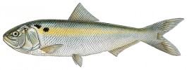 Do Vltavy v Praze kdysi pronikala i sleďovitá placka pomořanská  (Alosa alosa). Originál L. Vybíralová