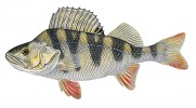 Hojný výskyt okouna říčního (Perca fluviatilis) byl zaznamenán jen v některých lokalitách pražské Vltavy. Originál L. Vybíralová