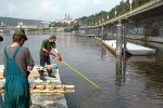 Odlov hlubinným elektrickým  agregátem v pražském úseku Vltavy. Foto J. Vostradovský