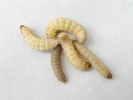 Housenky zavíječe voskového (Galleria mellonella) – škůdci ve včelích úlech. Ve studiu imunity hmyzu patří  k nejpoužívanějším organismům díky snadnému chovu na umělé potravě. Foto P. Hyršl