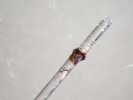 Hemocyty zavíječe voskového na  plastu, který byl několik minut zanořen do tělní dutiny. Shluk buněk postupně tmavne díky melaninu produkovanému fenoloxidázovou kaskádou, vytváří se tak bariéra mezi vnitřním prostředím  organismu a cizorodým tělesem. Foto P. Hyršl