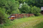 Včelám medonosným (Apis mellifera) poskytuje člověk zázemí v úlech, jejich chov je nezbytný pro opylování rostlin a významné je i získávání mnoha včelích produktů. Včelstva jsou často oslabována chorobami, chemickými postřiky plodin a řadou dalších vlivů. Foto P. Hyršl