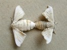Páření bourců morušových (Bombyx mori), větší samička vlevo. Člověk  používá bource již tisíce let k produkci přírodního hedvábí – materiálu, jehož vlastnosti stále nedokážeme napodobit.  Bourec morušový byl vyšlechtěn  člověkem, v přírodě se nevyskytuje. Foto P. Hyršl